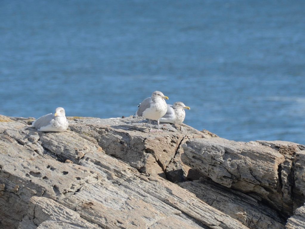 Vogels Portland Maine Vogels Portland Maine